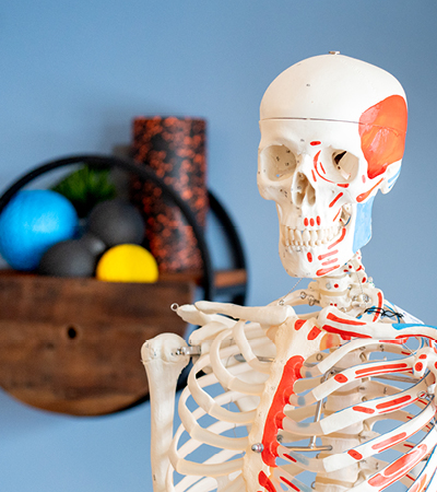 Skelett Sportgeraete PhysioNatura Wipperfuerth