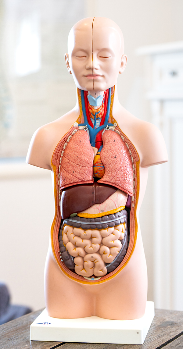Medizinisches Modell menschlicher Koerper PhysioNatura Oberbergischer Kreis